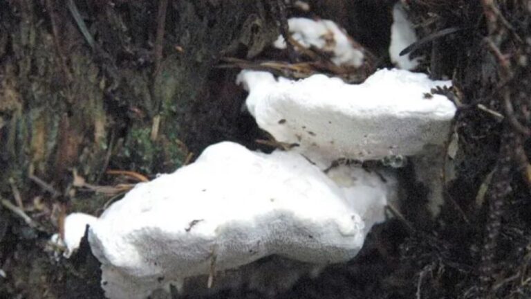 Mushroom