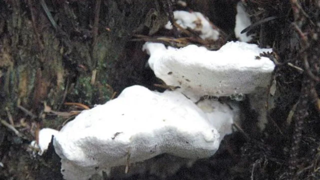Mushroom
