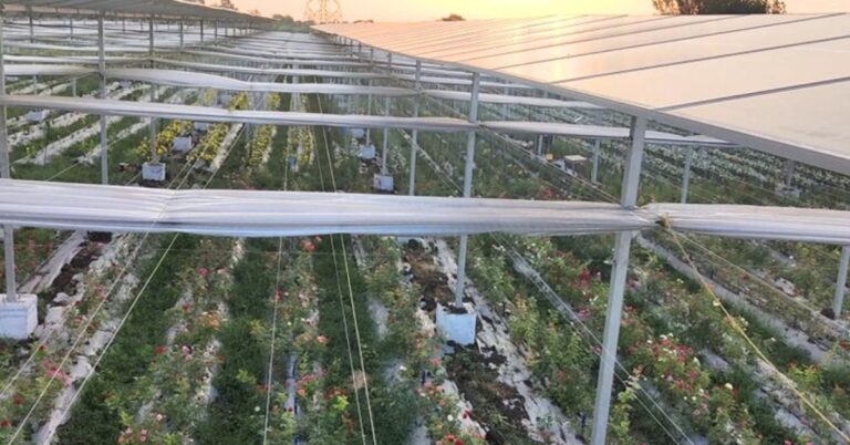 agrivoltaics-1745325798