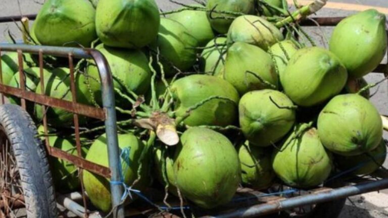 Coconut