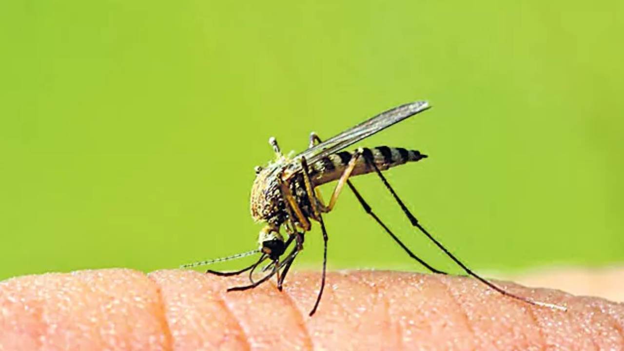 Dengue-Malaria