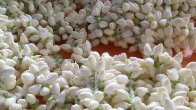 Jasmine-flowers