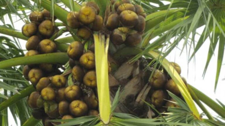 Palm