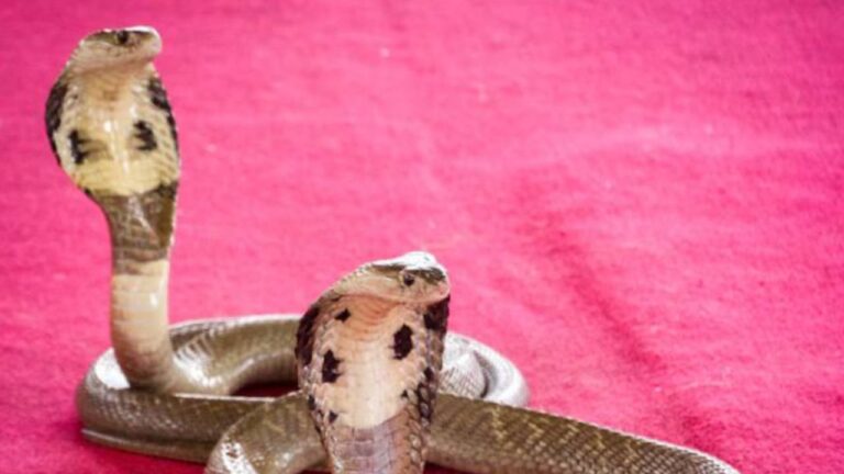 Snake-bite