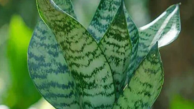Snake-plant