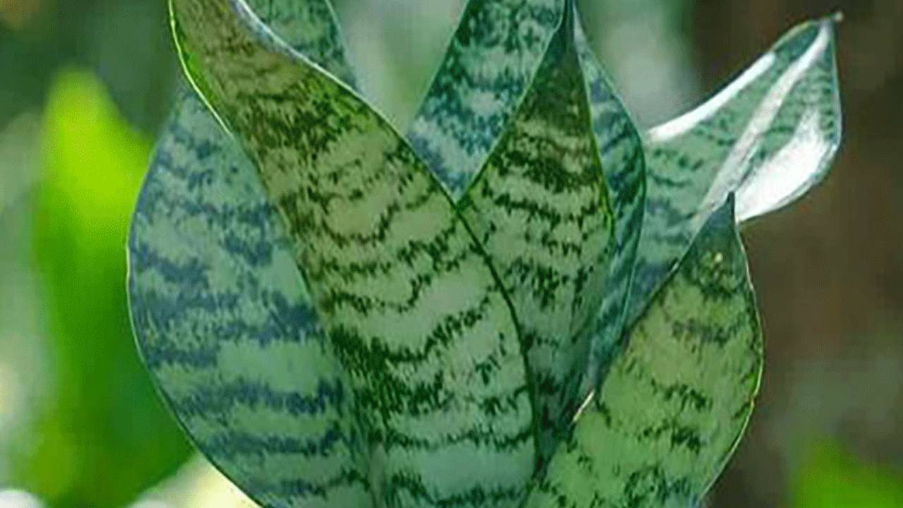 Snake-plant