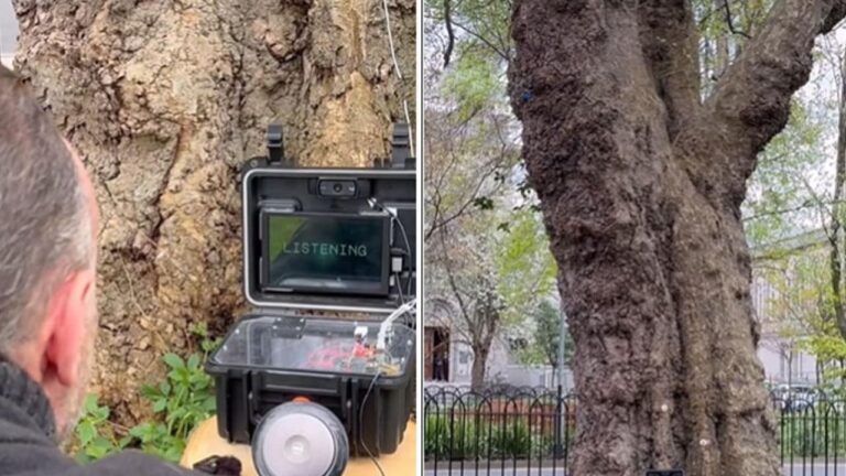 Talking-Tree-Technology