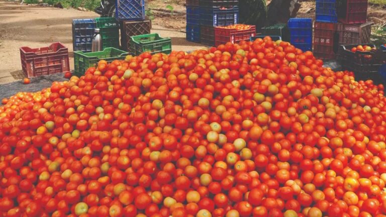 Tomato-1