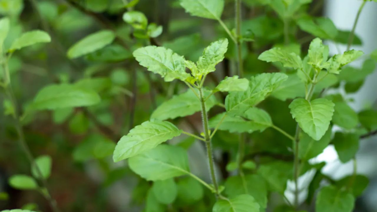 Tulasi