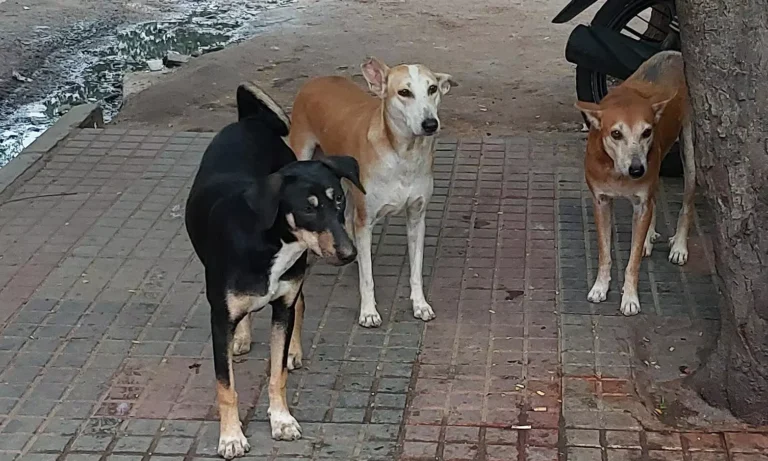 1908835-dogs