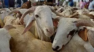 1925068-sheep