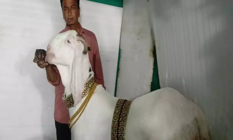 394170-goat