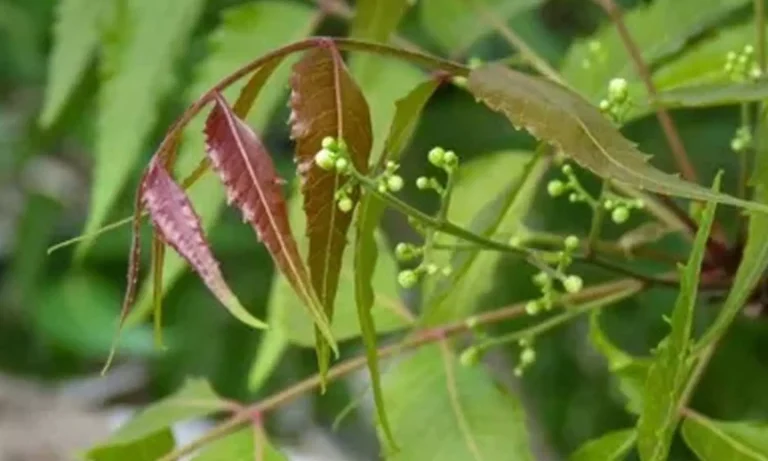 394745-neem