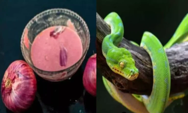 394876-snake-3